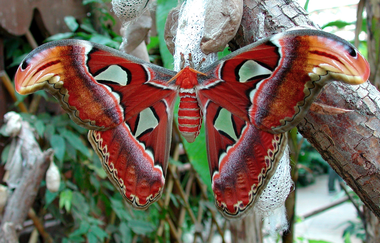 Set Semi Piante Per Farfalle | 5 Varietà Ricche Di Nettare | Giardino Fiorito E Biodiversità - Foto 11