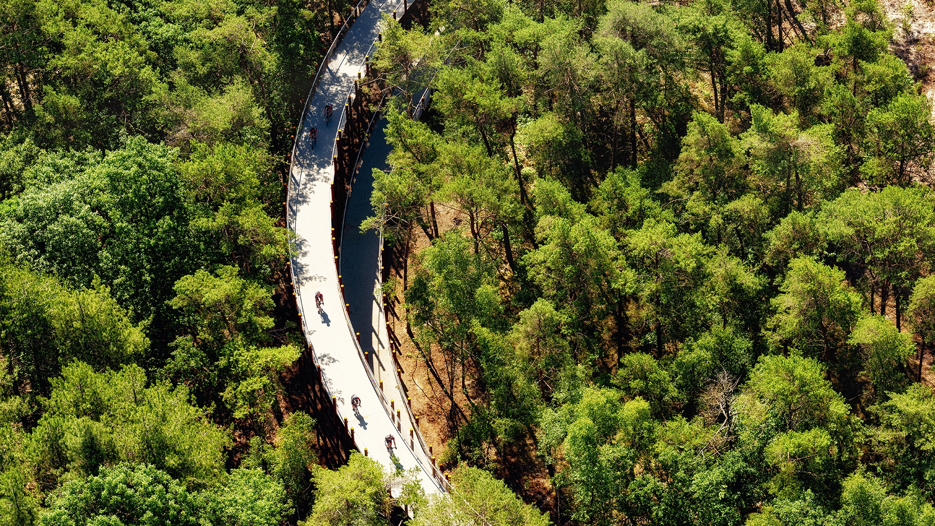 Cycling through the trees