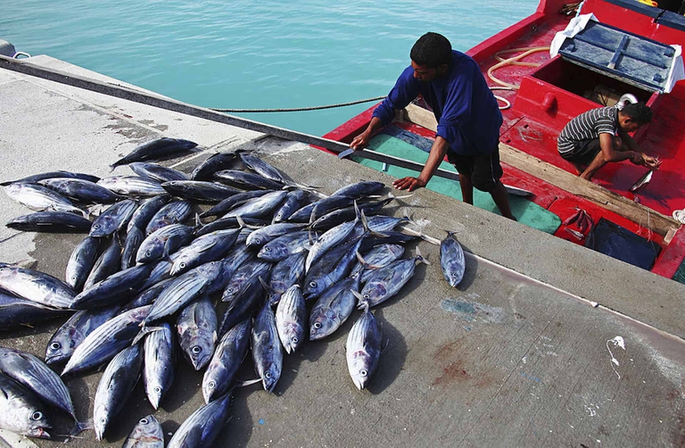 pesca tonno maldive