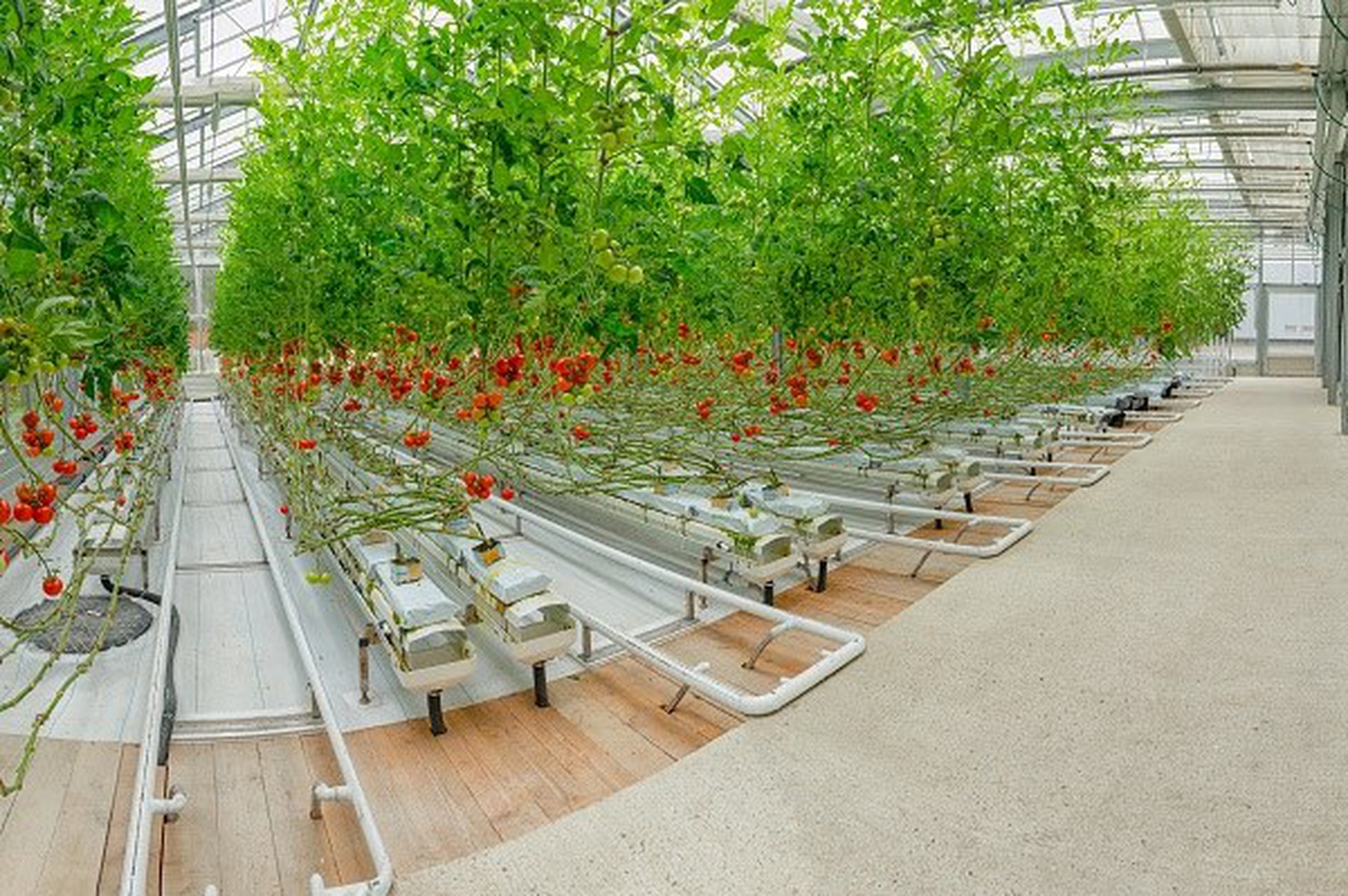 Inapro. Ecco la serra del futuro: non consuma acqua e non usa fertilizzanti