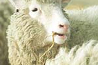 Capodanno “cruelty free”