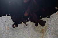 Il petrolio del disastro della Deepwater Horizon è arrivato fino alla catena alimentare