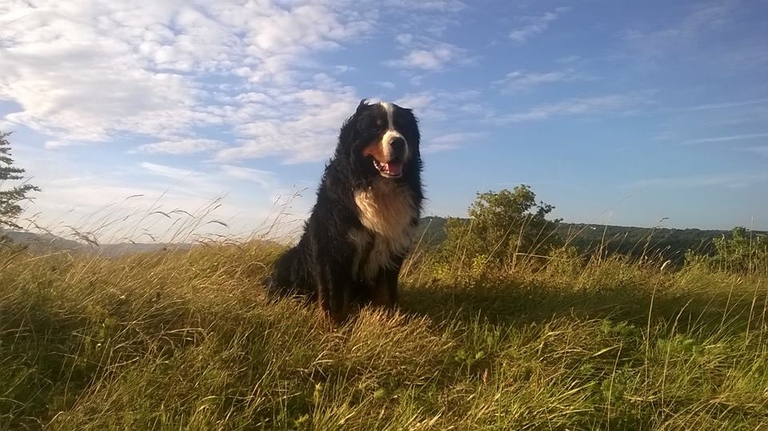 13615169_10207390866189915_6130034078623557803_n