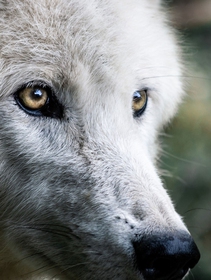 Our Wild Calling, a book that beckons us to reconnect with nature