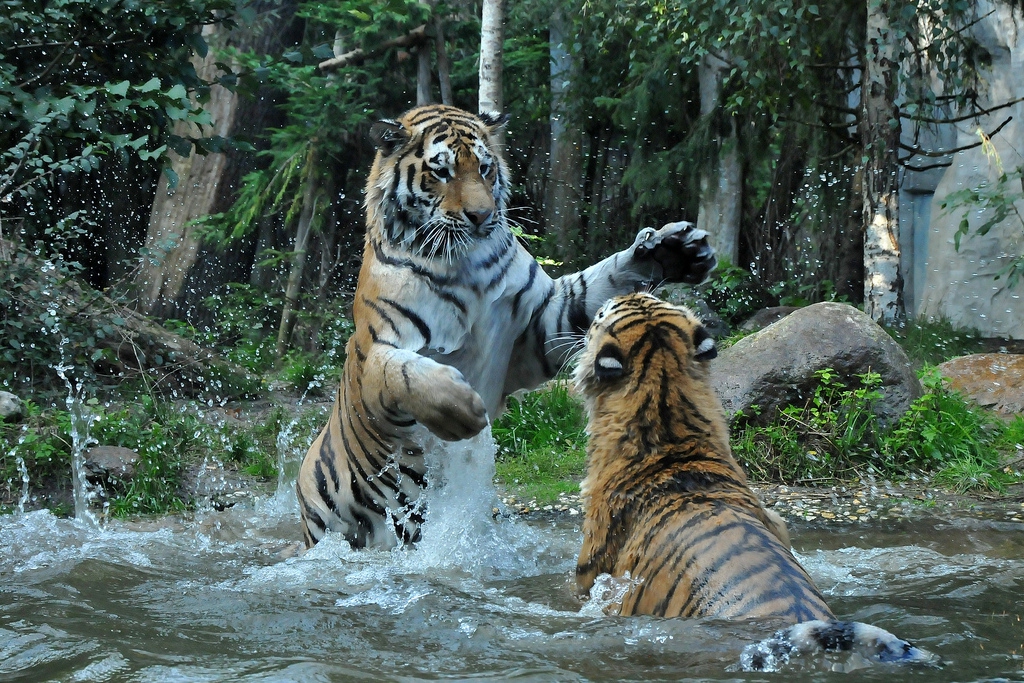 Happy tigers: the Siberian population is on the rise - LifeGate