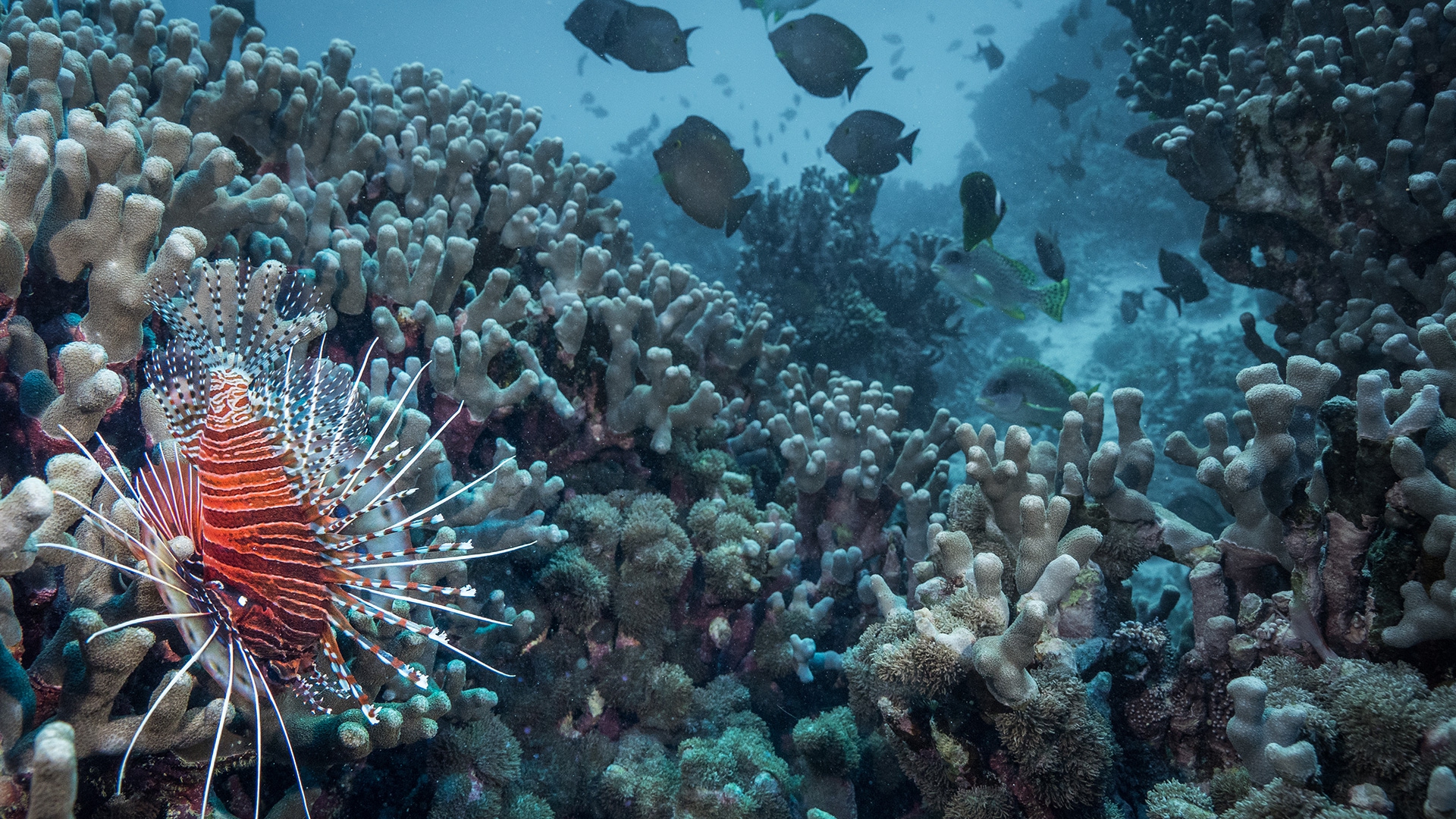Santuario dei coralli