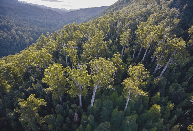 Foresta di eucalipti in Tasmania