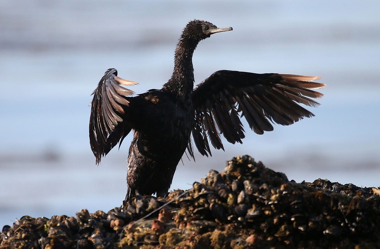 lago di maracaibo venezuela uccello ricoperto di petrolio
