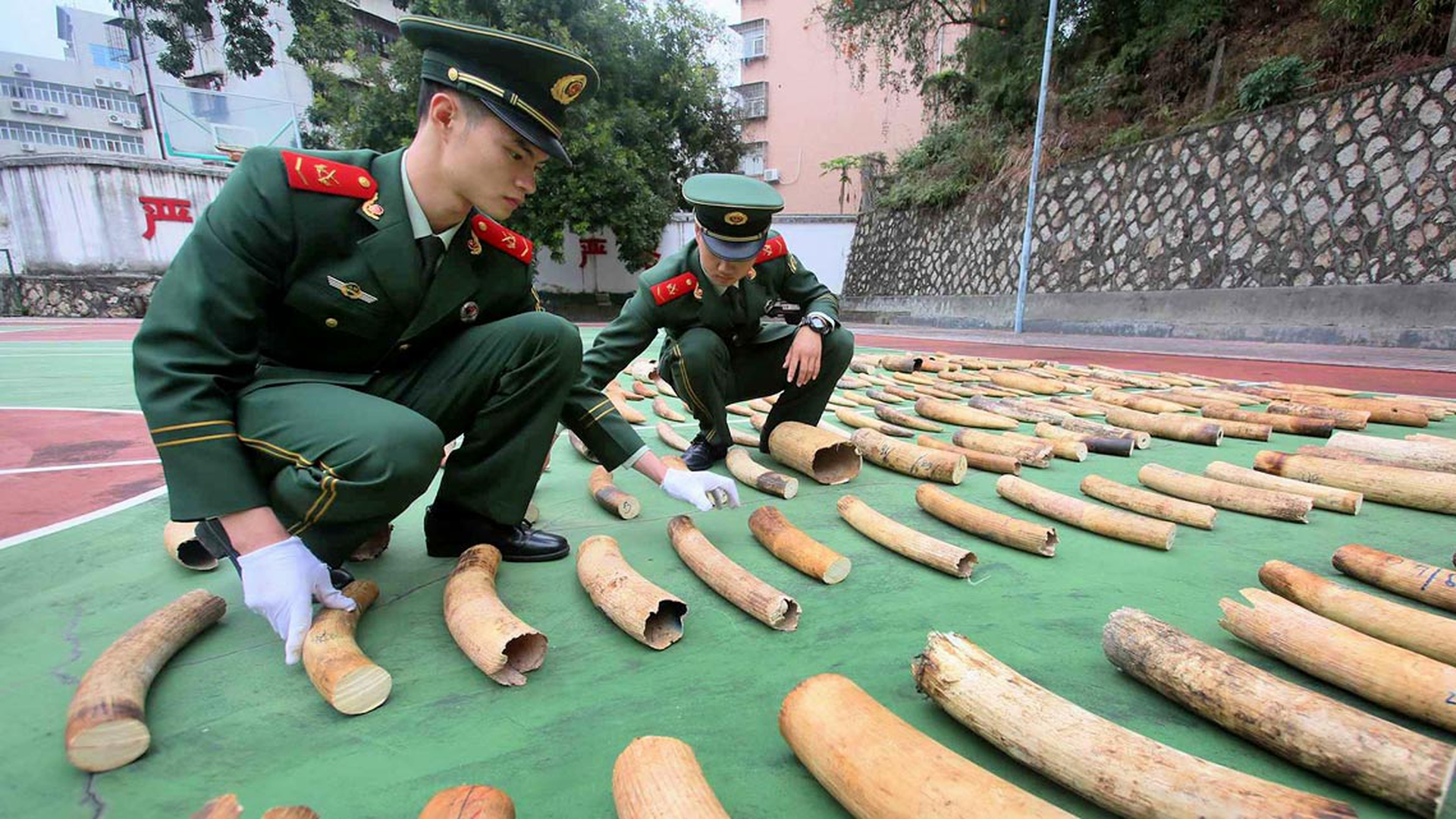 cina-ufficiali-sequestrano-avorio