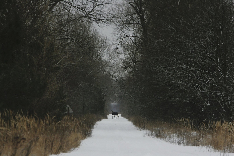 ritorno di specie a Chernobyl