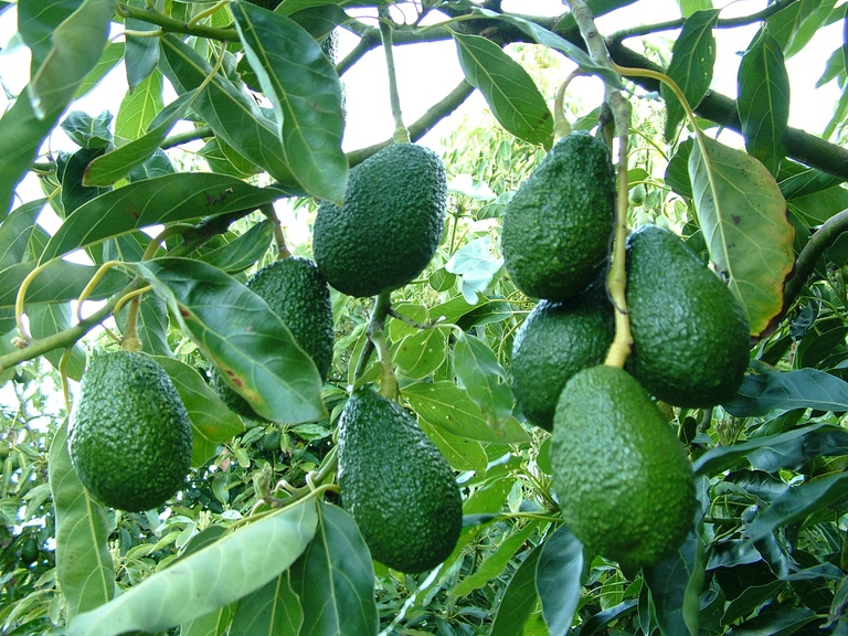 avocado tree
