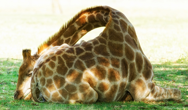 giraffa che dorme