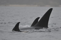 È nato il nuovo piccolo di Tahlequah, l’orca che aveva portato con sé il suo cucciolo morto per 17 giorni