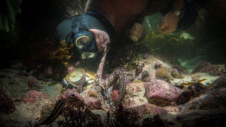 Il mio amico in fondo al mare