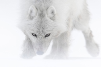 A Milano gli scatti artici di Vincent Munier
