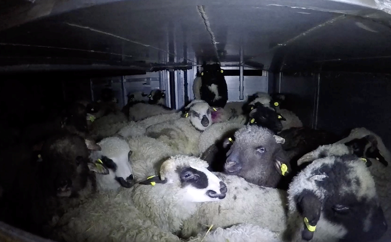 Agnelli provenienti dalla Romania diretti in un macello italiano