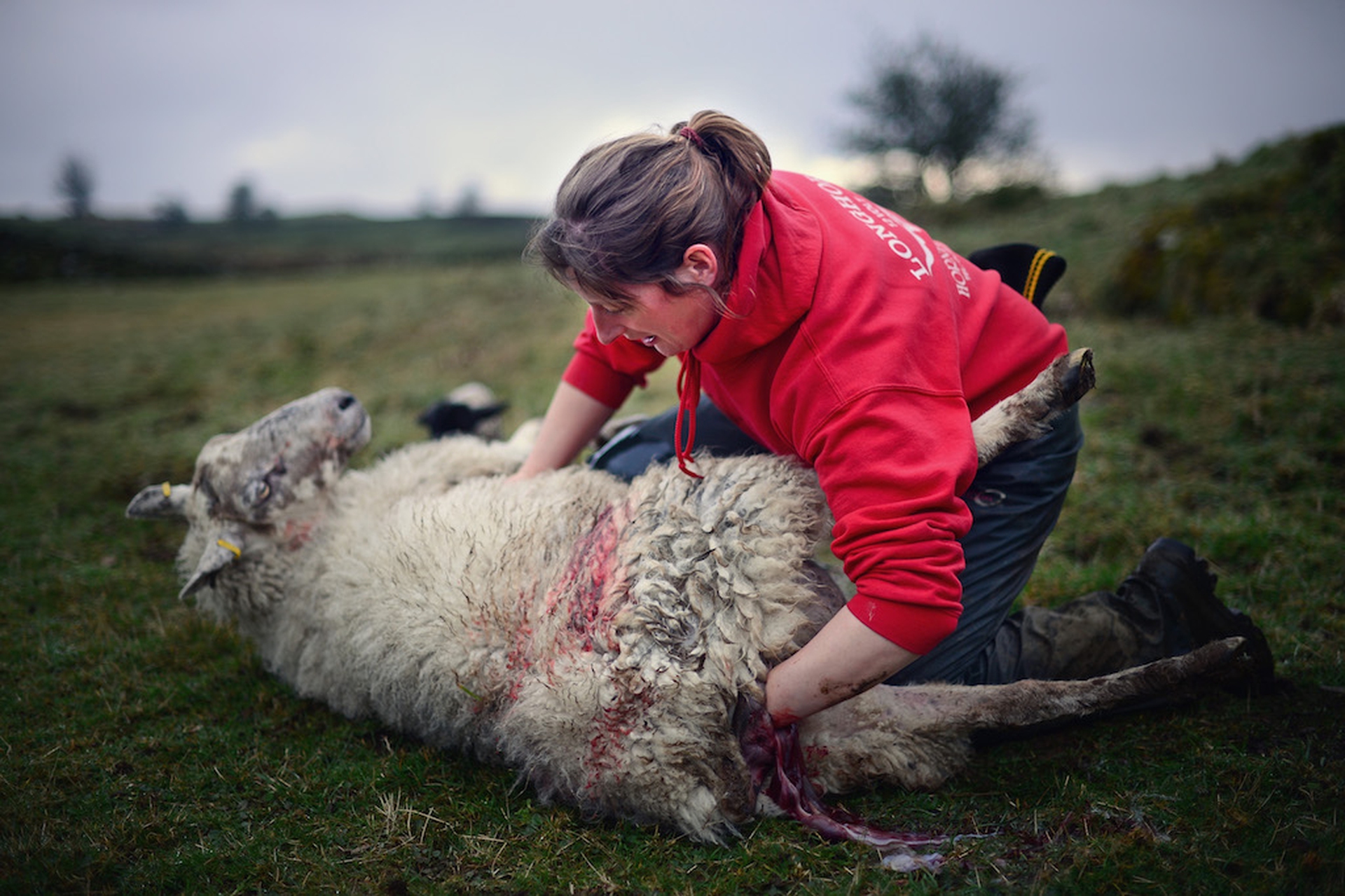Helping a mule give birth