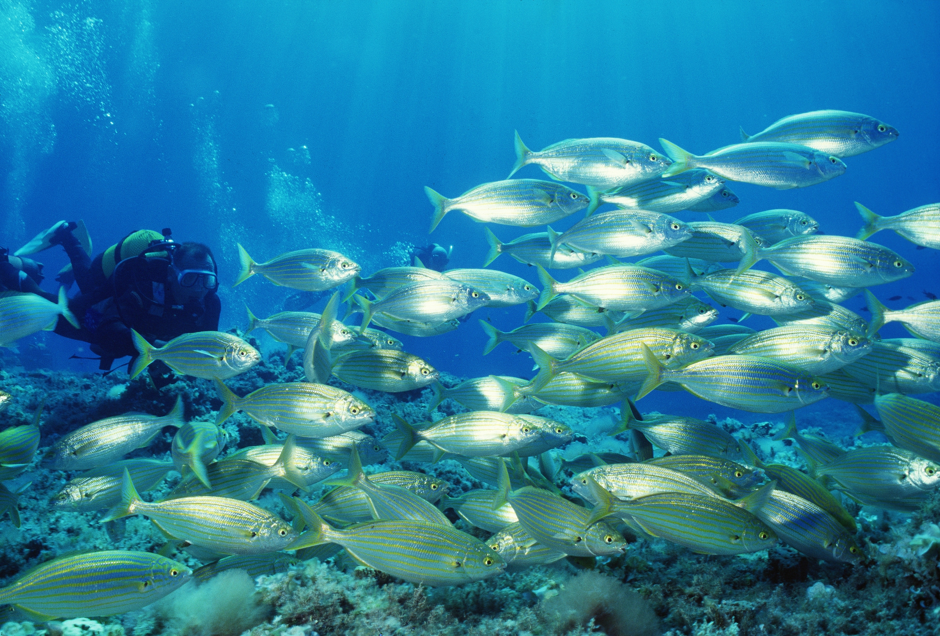 Formentera immersioni