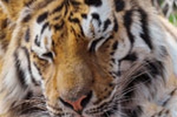 Anche Leonardo di Caprio contro la caccia alla tigre