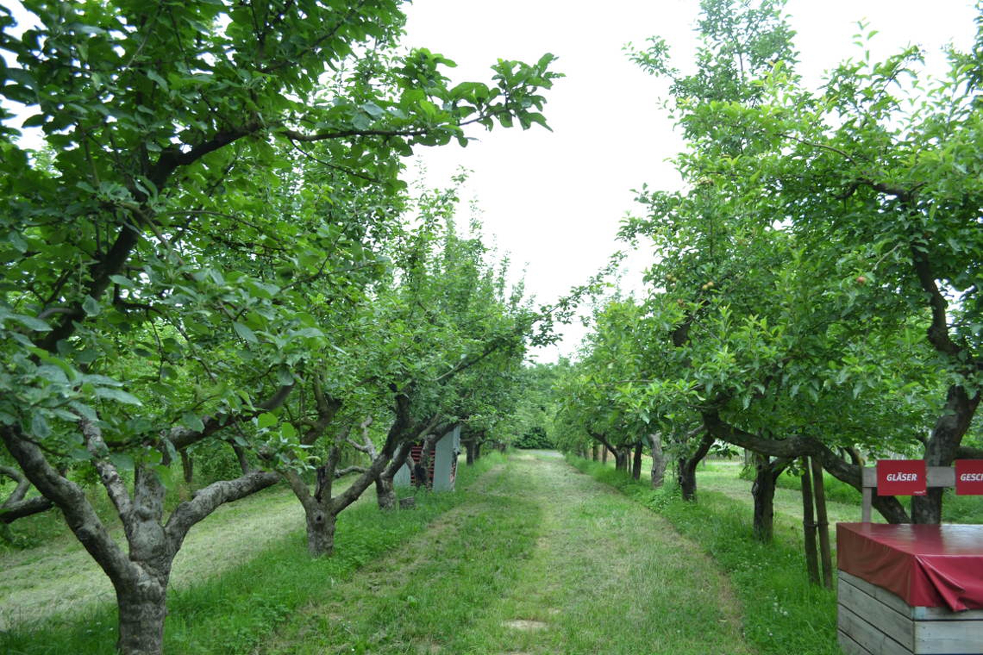 A Francoforte tra grattacieli e case passive