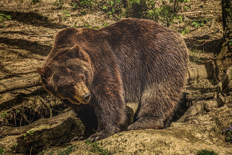 Trentino, continua la persecuzione degli orsi