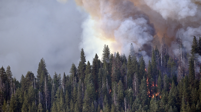 Incendio nel parco nazionale di Yosemite: le fiamme dilagano tra le sequoie giganti