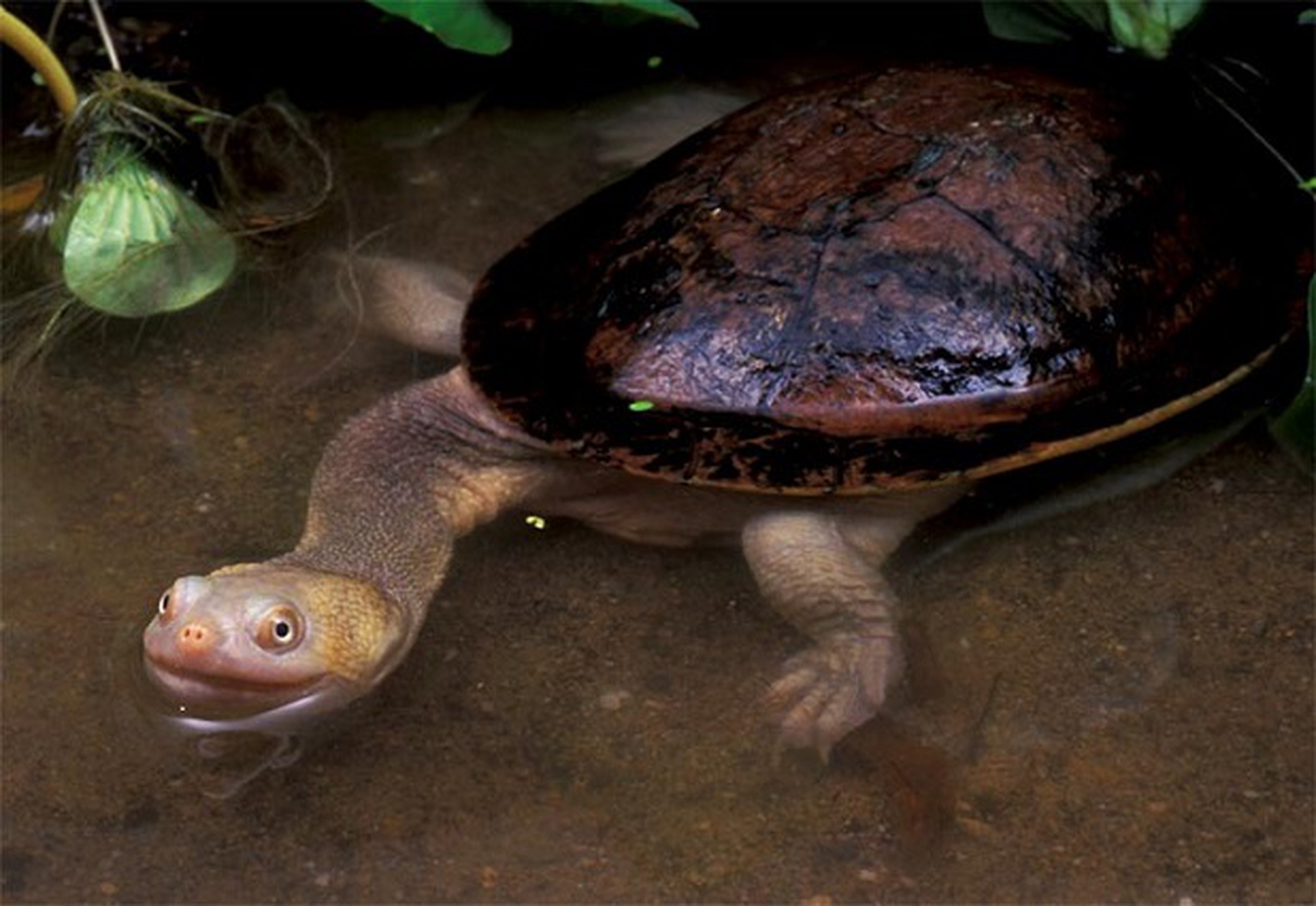 Chelodina mccordi
