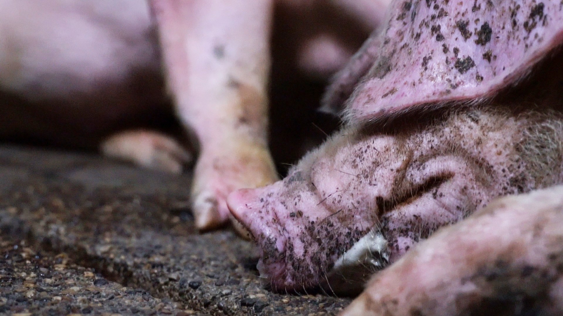 Un maiale giace a terra in un allevamento di Brescia