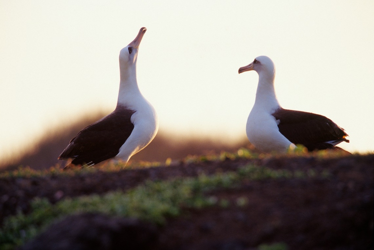 Coppia di albatros di Laysan alle Hawaii
