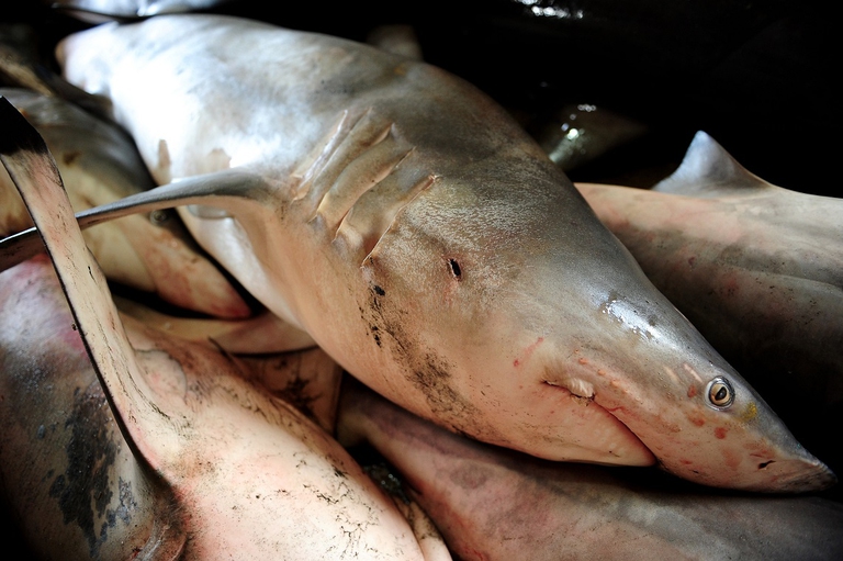 Squalo vittima di shark finning