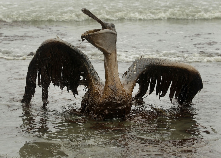 Gulf Oil Spill