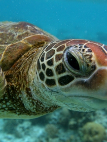 Half of the Great Barrier Reef’s corals have been lost in the last 25 years