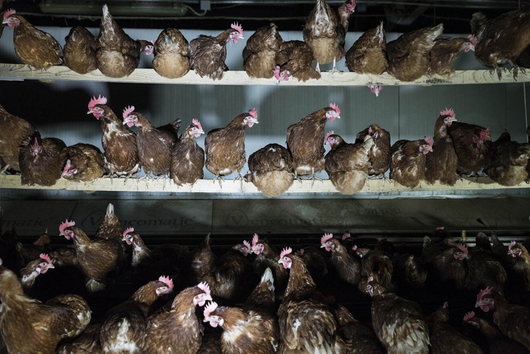 Un allevamento di galline per le uova