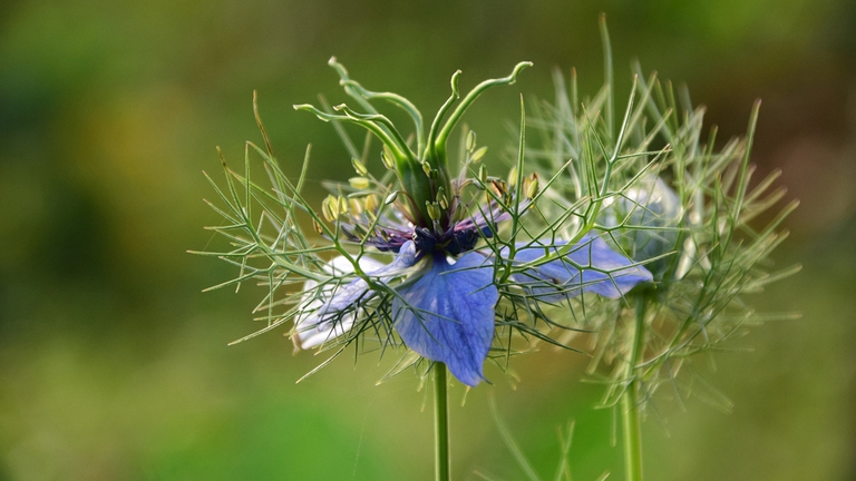 cumino circolazione sanguigna