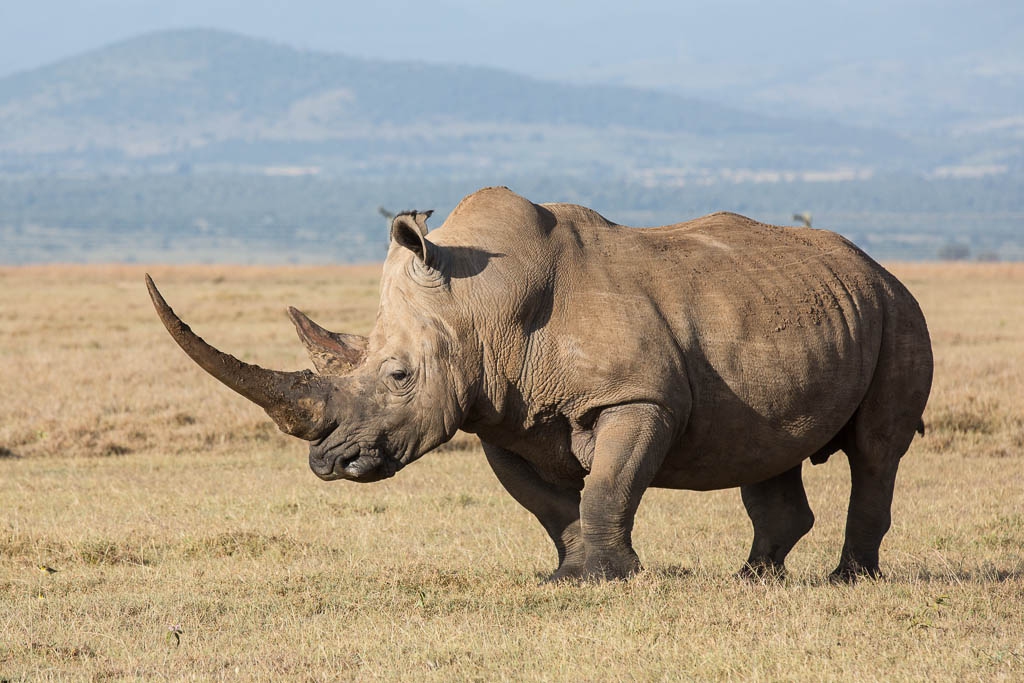 22 September is World Rhino Day - LifeGate