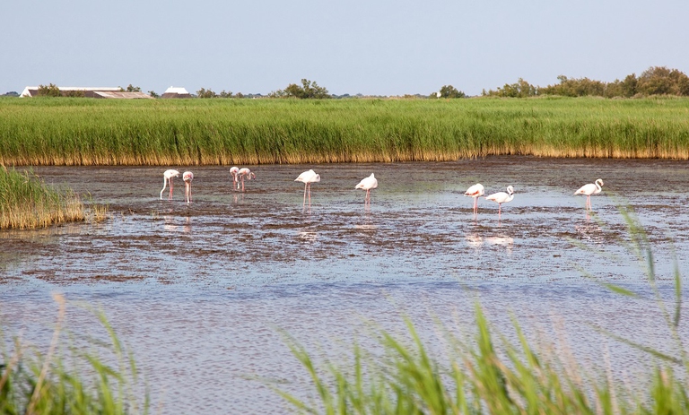 La legge sul ripristino della natura va avanti in Europa, ma l’Italia vota contro