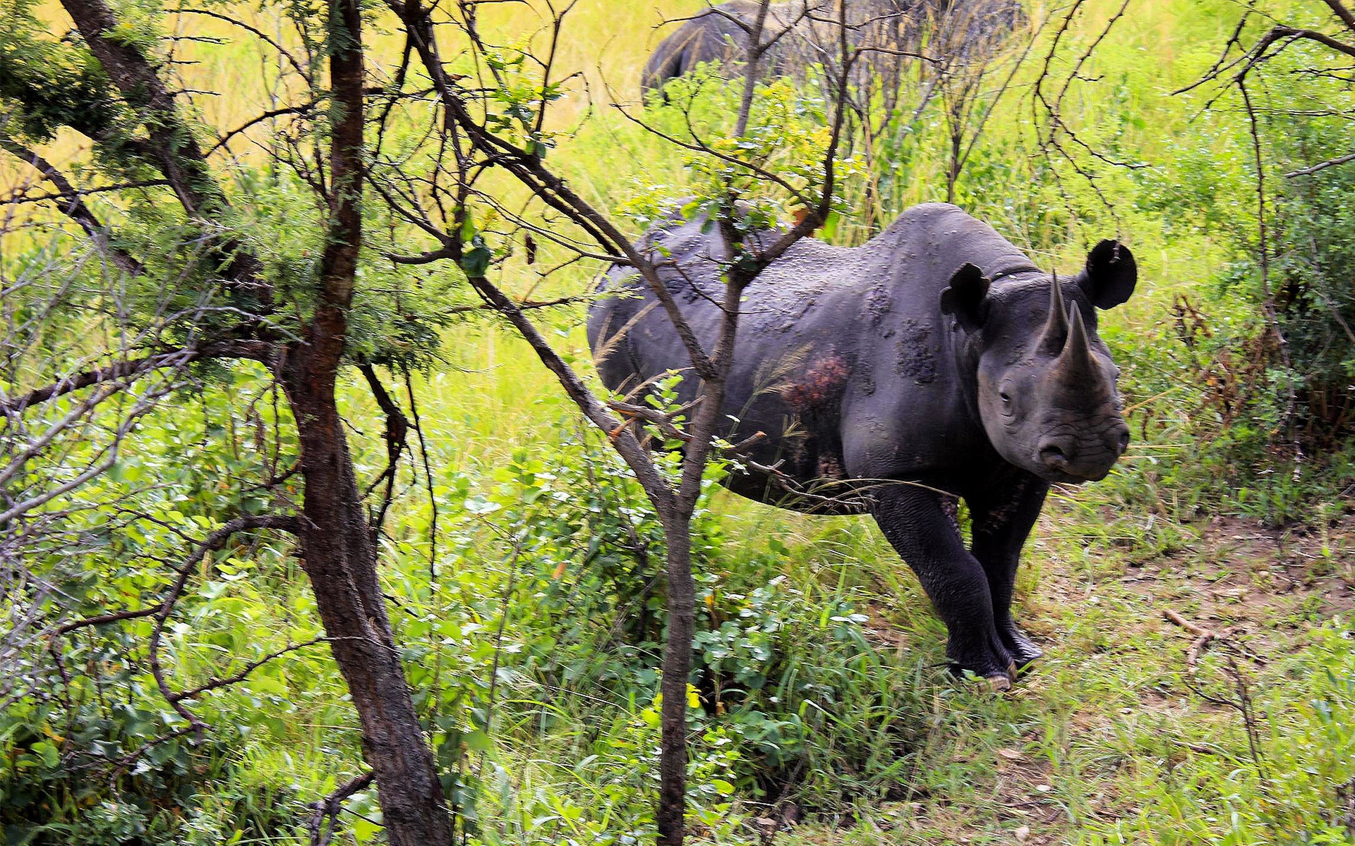 Dal gps al taglio del corno. Tutte le idee per salvare i rinoceronti