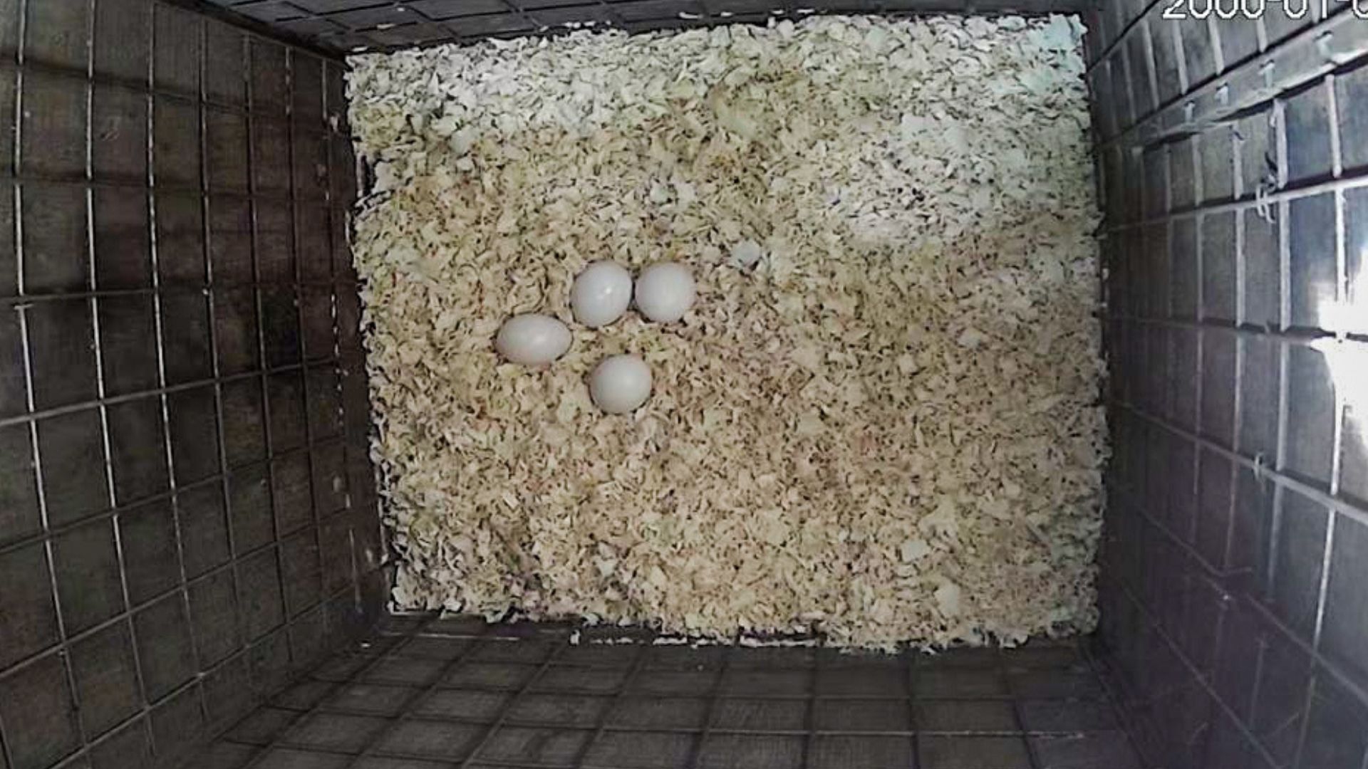 Uova di Ara dalle ali verdi