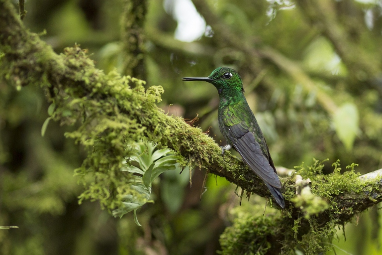 Colibrì in Costa Rica