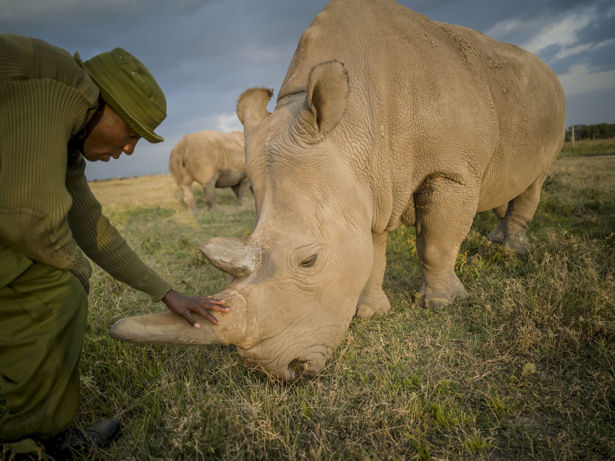 Two New Embryos Created To Save The Northern White Rhino From Extinction Lifegate