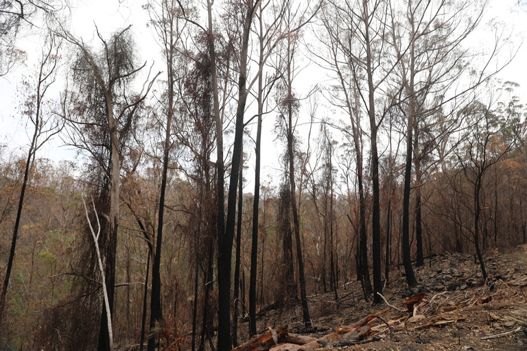Una parte della foresta bruciata dagli incendi