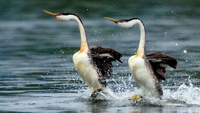 Gli svassi sono uccelli acquatici della famiglia dei Podicipedidae (che comprende tuffetti e svassi maggiori, che vivono anche in Italia) hanno standard molto alti quando si tratta di accoppiarsi: che sia maschio o femmina, il partner deve saper camminare sull'acqua.