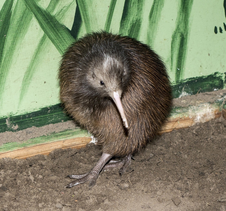 Kiwi neozelandese