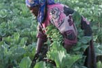 Assicurazioni antisiccità per i contadini in Africa