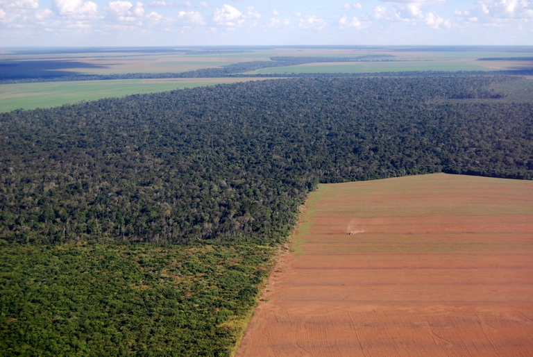 Deforestazione. Patto tra Brasile, Indonesia e Repubblica Democratica del Congo