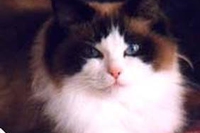 Gatto. Il Ragdoll