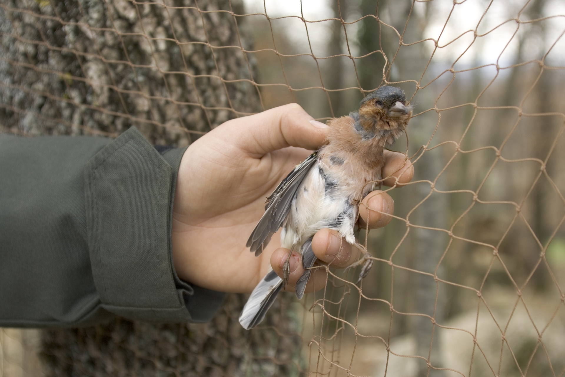 Allarme caccia illegale in Italia