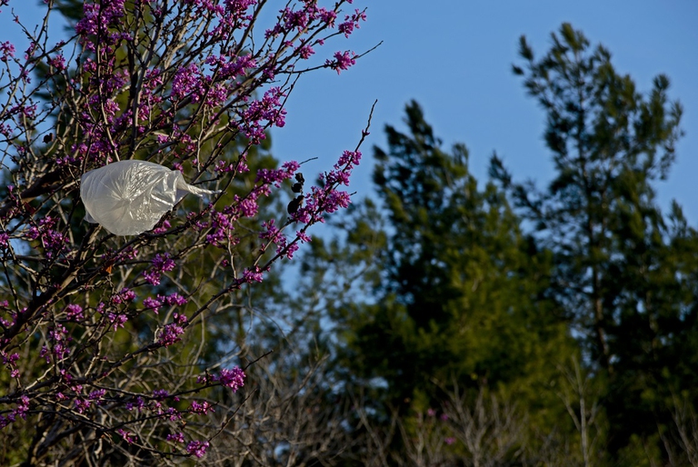 Sacchetto di plastica attaccato ad un albero