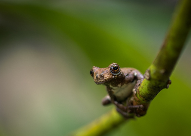 Anfibio su un ramo nella foresta brasiliana
