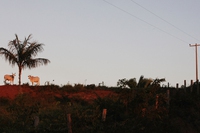 It’s not true that the Amazon rainforest emits more CO2 than oxygen